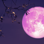 View of a pink full moon next to some tree branches.