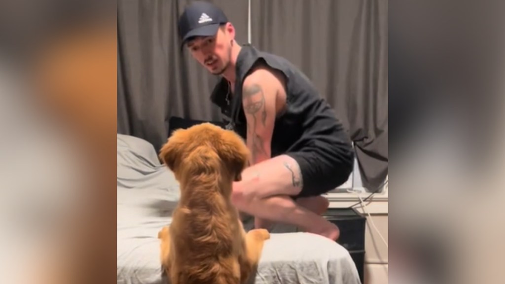 A man squats on a bed as he looks over at his golden retriever puppy. The pup's back is facing the camera. He's peaking onto the bed but his hindlegs are still on the floor.
