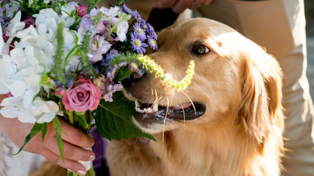 Close up of a golden retriever smelling a bouquet of flowers held by the bride. The groom's legs can be seen just behind the dog.