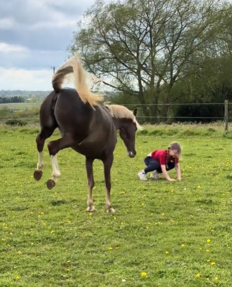 A little girl playing in the grass and a horse bucking nearby.