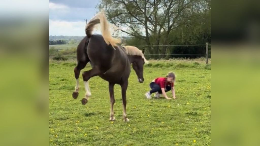 A little girl playing in the grass and a horse bucking nearby.