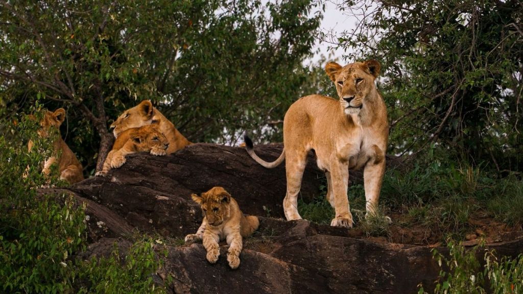 A mother lion and her small cubs in nature.