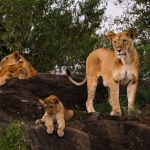 A mother lion and her small cubs in nature.