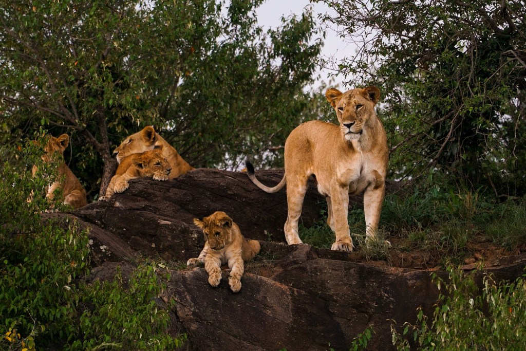 A mother lion and her small cubs in nature. 