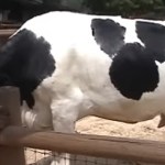 Side-view of a cow as she eats. She has a large marking on her side that looks just like Mickey Mouse's head