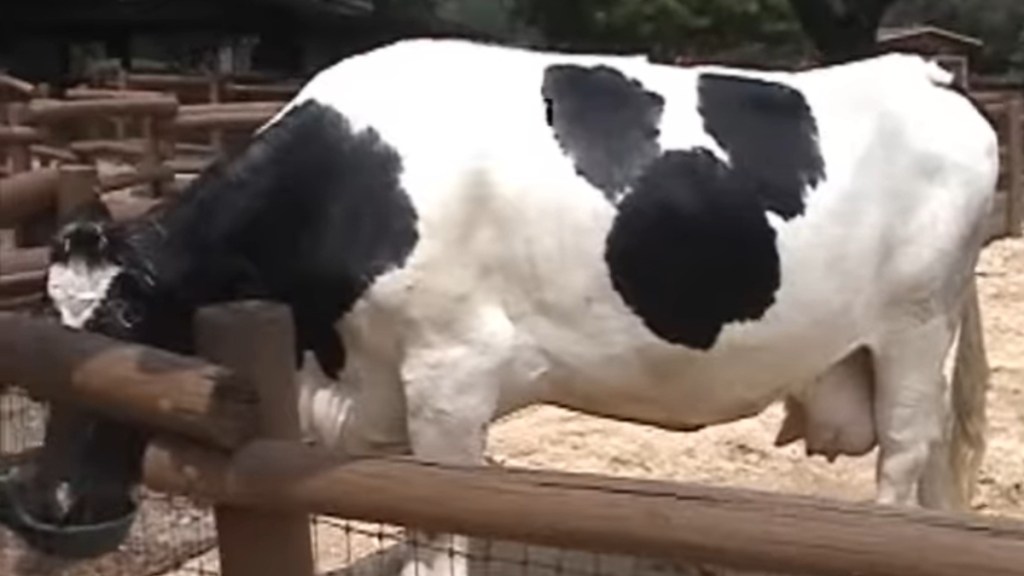 Side-view of a cow as she eats. She has a large marking on her side that looks just like Mickey Mouse's head