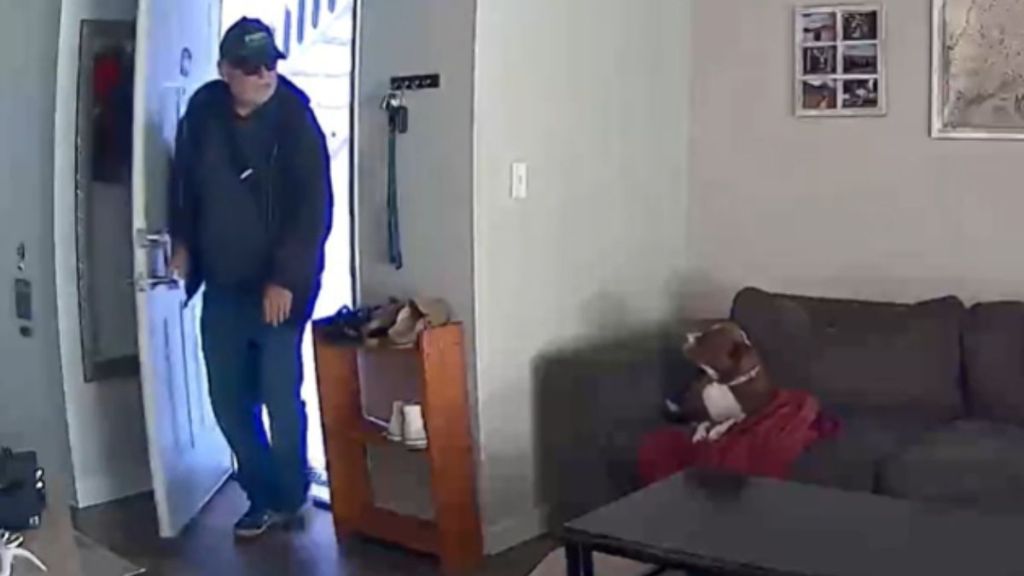 A man walks into the living room where a dog is laying on the couch.