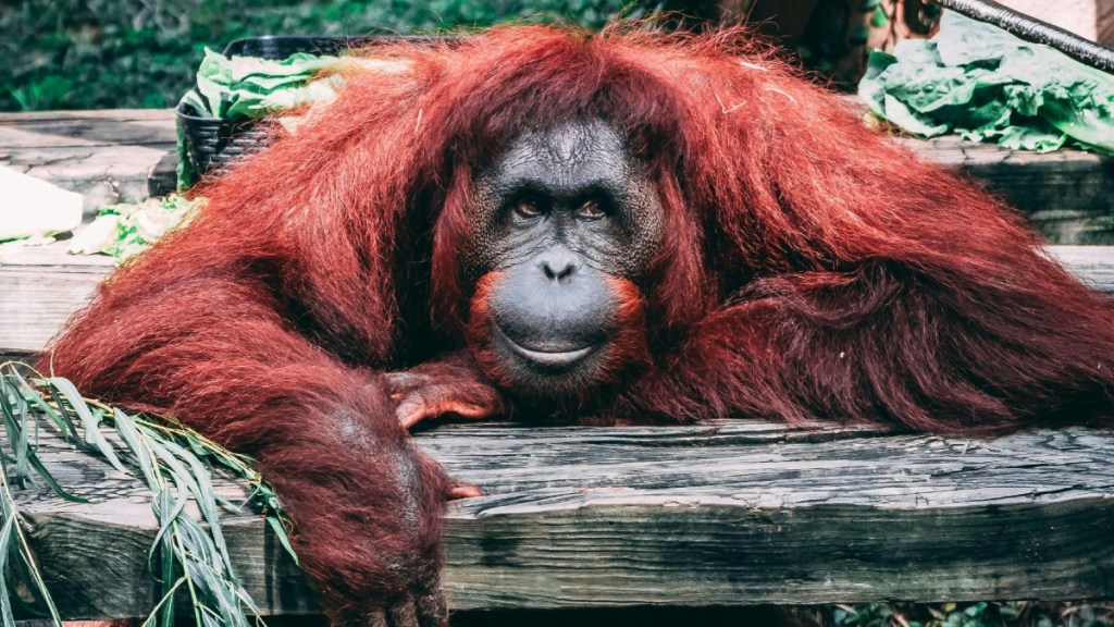 An orangutan lays on his stomach, resting his head on one of his arms.