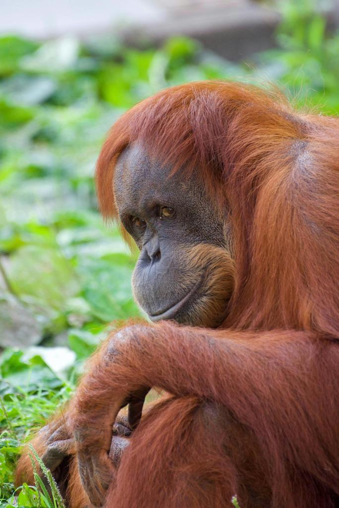 A close up of an orangutan looking out of the corner of his eye, smiling playfully.
