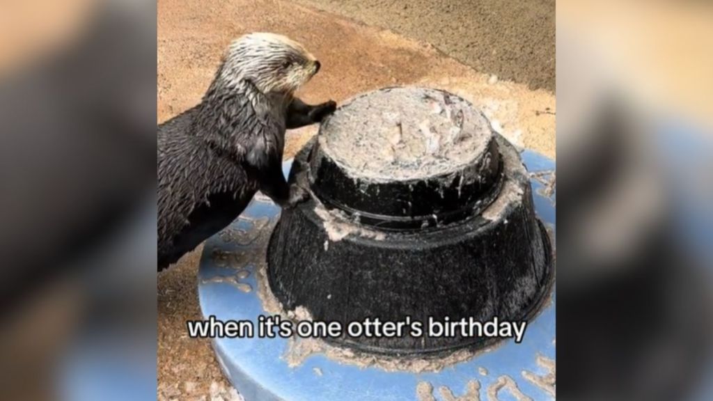 A sea otter with their paws on an upturned plastic tub made to look like a cake.