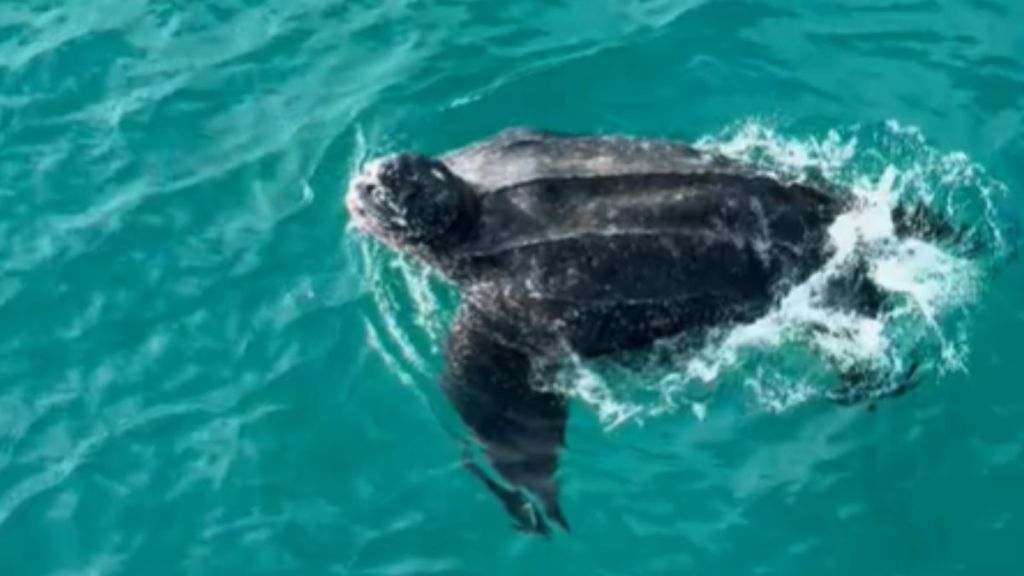 A large sea turtle swimming in the water.