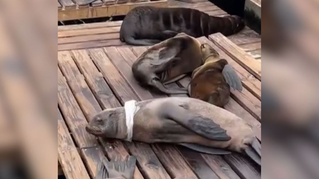 A seal laying down on a deck with a piece of plastic around their neck.