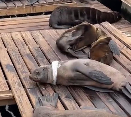 A seal laying down on a deck with a piece of plastic around their neck.