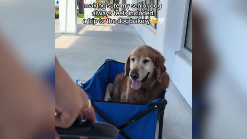 A golden retriever being pulled in a blue wagon.