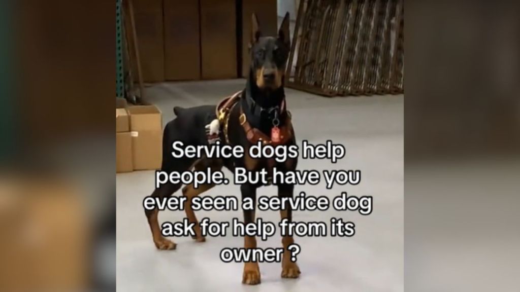 A large service dog staring patiently into the camera.