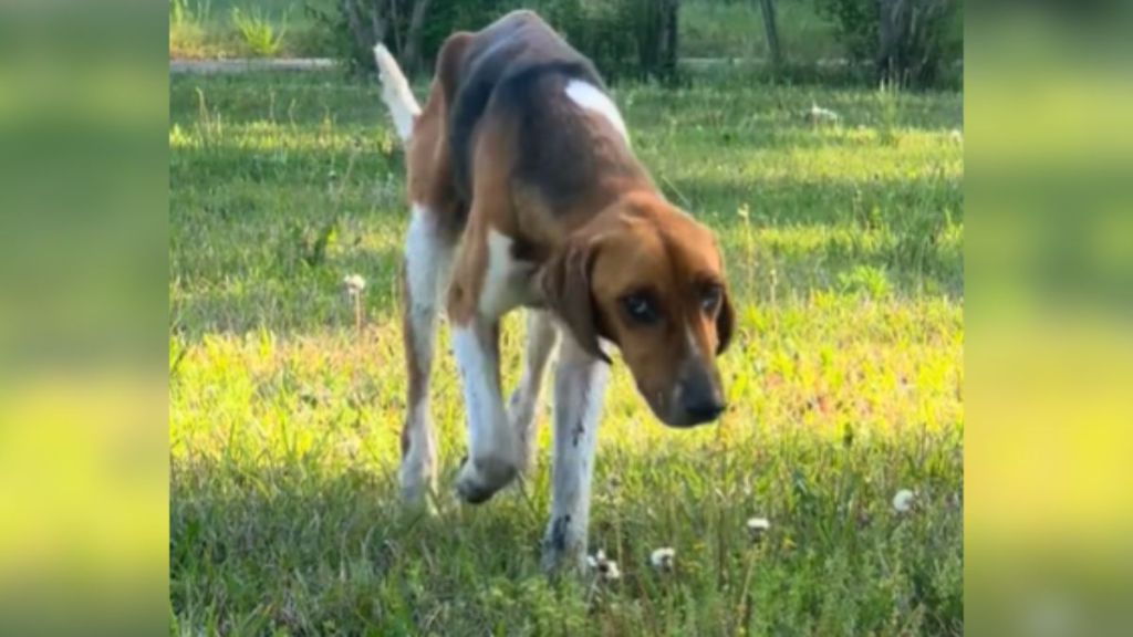 A stray dog walking around on a farm.
