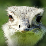 toddler ostrich