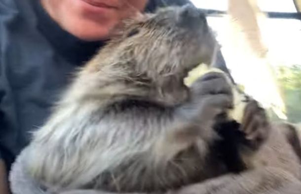 Image shows Tulip the beaver eating her banana.