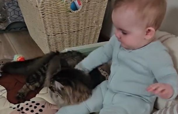 Image shows a cat settling down for some snuggle time after bring a toy to the baby.