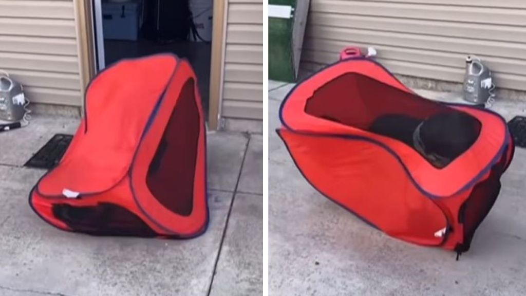 Images show a lab in a soft-sided dog crate pretending to be in a Hamster Wheel.