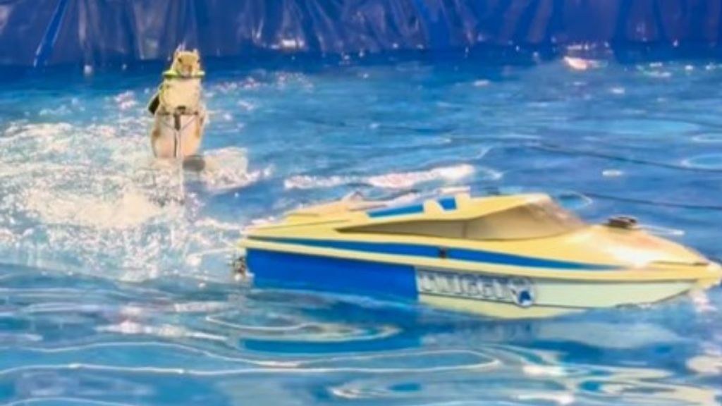 Image shows Twiggy the Waterskiing Squirrel skiing behind a remote-controlled boat.
