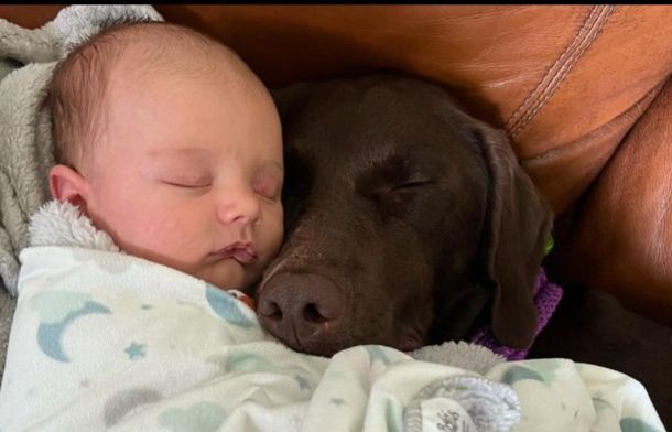 Image shows a chocolate lab snuggling with a baby at naptime.