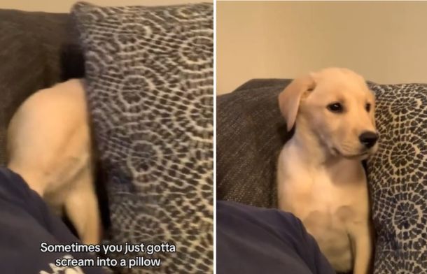 Left image shows a puppy hiding behind a large pillow where she emits a loud, almost human-like scream. Right image shows the puppy looking around like the scream never happened.