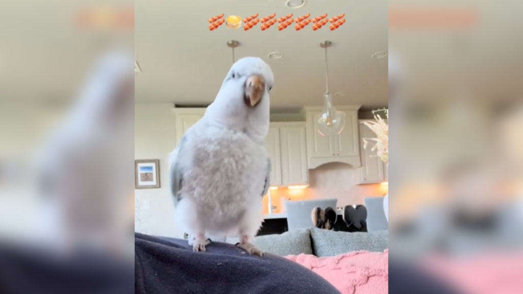 Parrot Dance