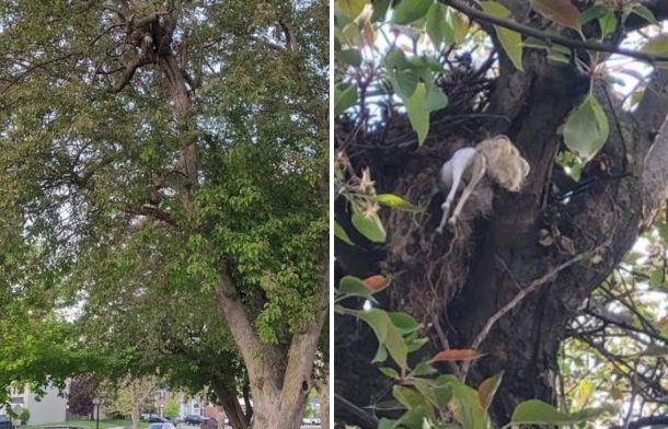 Left image shows how high in the tree a squirrel's is. Right image shows a close-up of the weird object (a toy horse) used as a part of the nest.