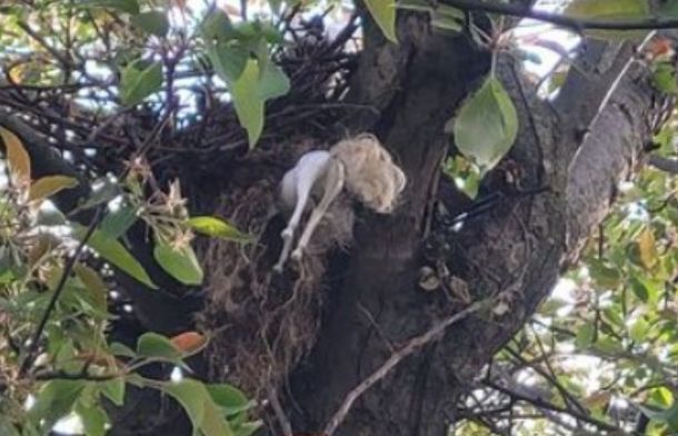 Image shows a squirrel's nest in a tree with a toy horse built into the side of the nest.