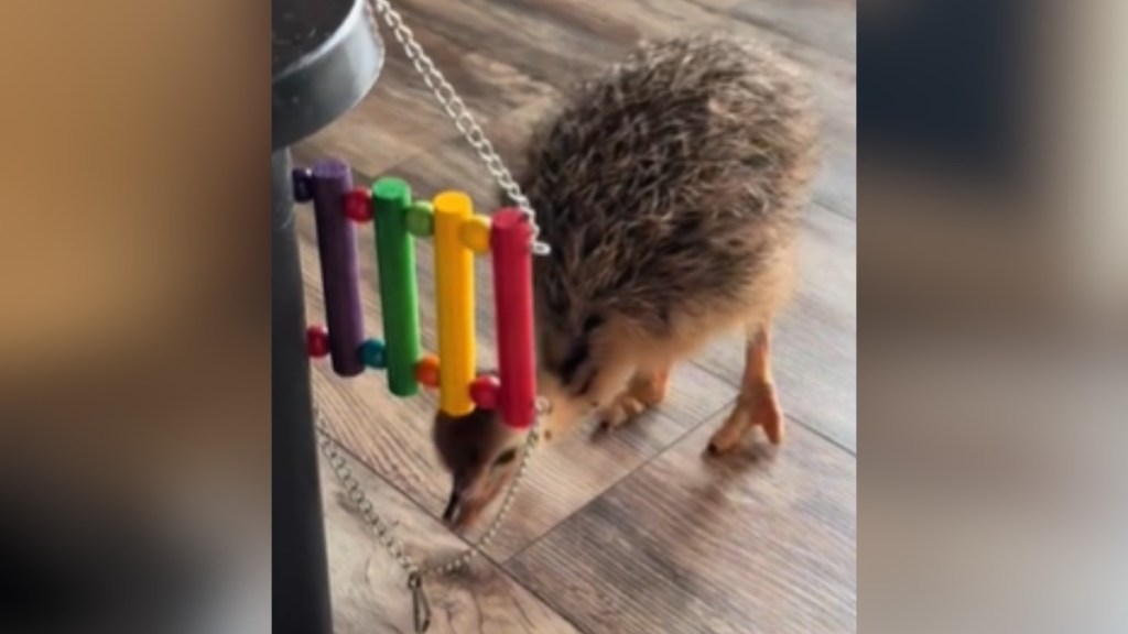 A baby ostrich bends down below a baby xylophone that's hanging next to them