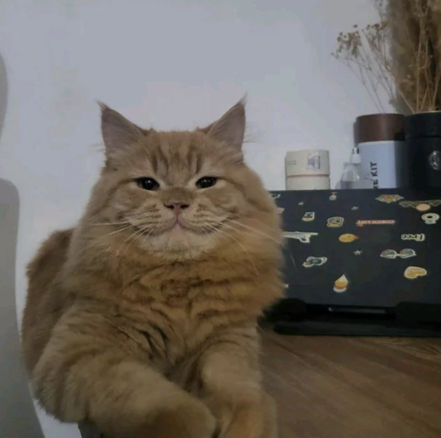 cheshire kitty
