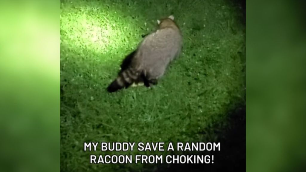 A raccoon outdoors at night in the light of a flashlight.