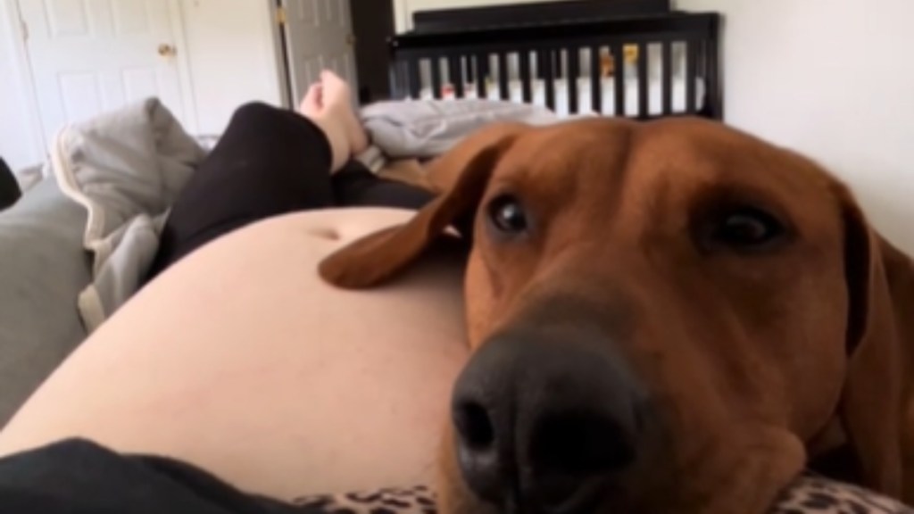 Close up of a brown dog resting her head on a woman's pregnant belly. The dog's eyes are wide as she looks up at mom who is recording this moment.
