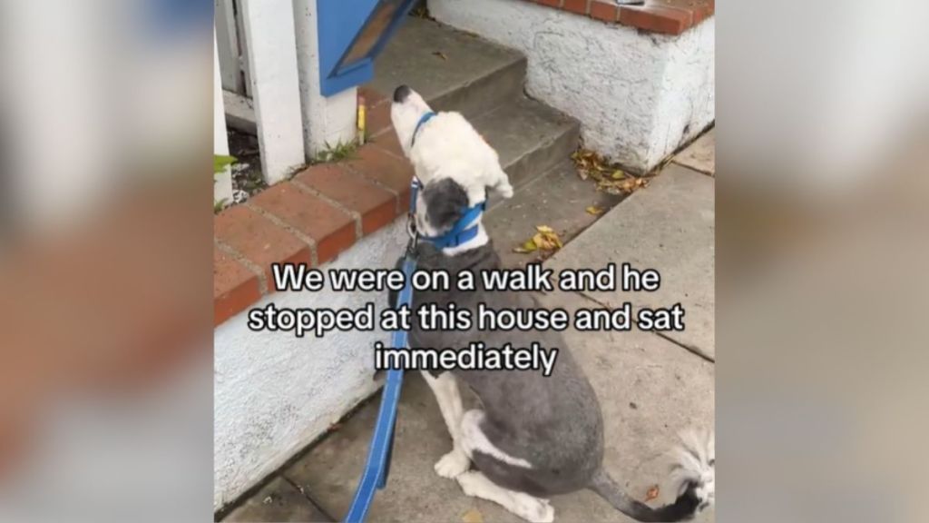 A dog sitting on the sidewalk in front of someone's steps.
