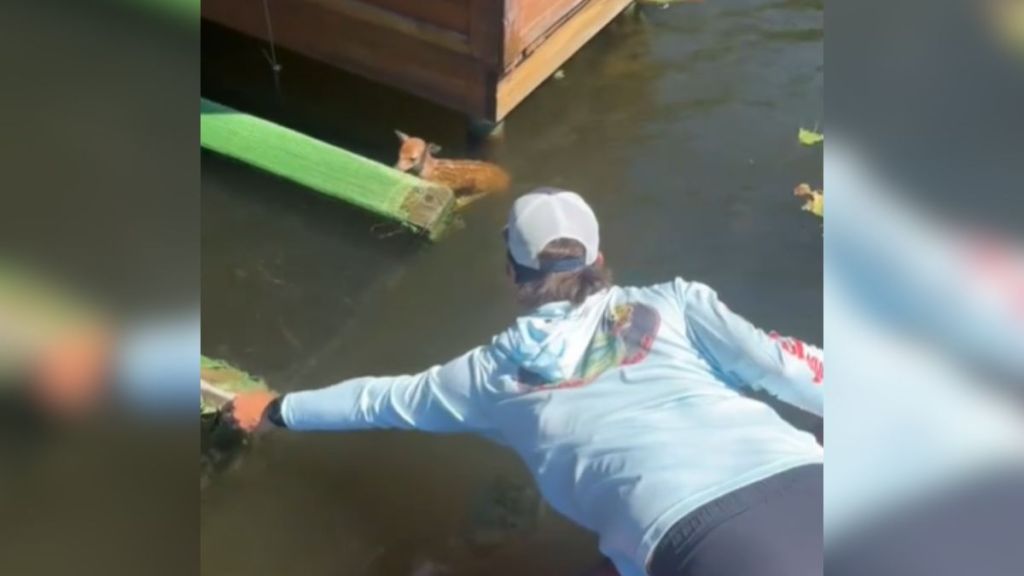 A fisherman leaning over the side of his boat trying to catch a fawn in the water.