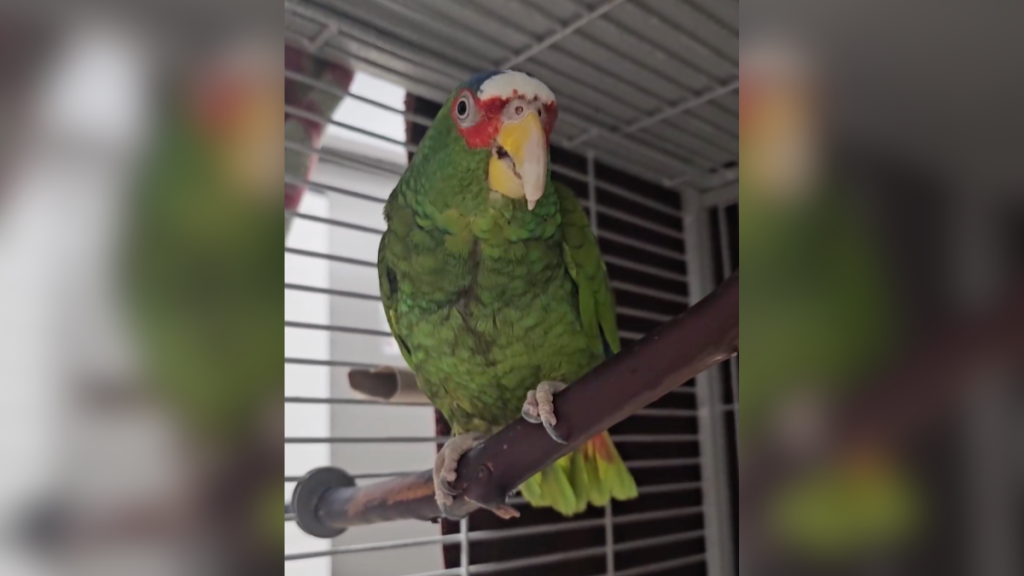 foul mouth parrot