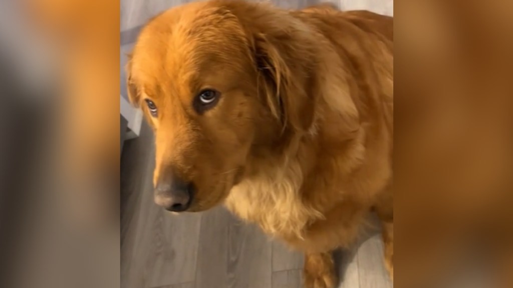 Close up of a golden retriever giving side-eye