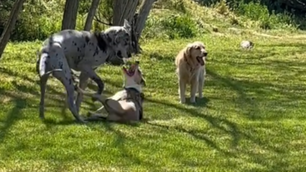 a golden retriever standing awkwardly next to to other dogs who are playing with each other