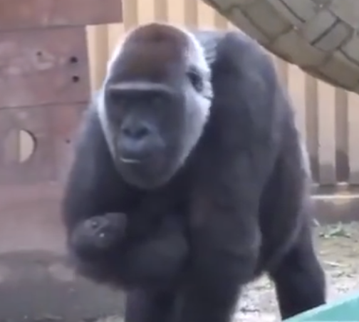gorilla and baby