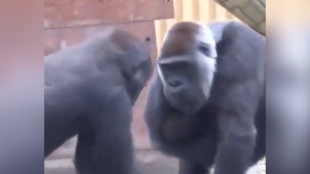 gorillas fighting