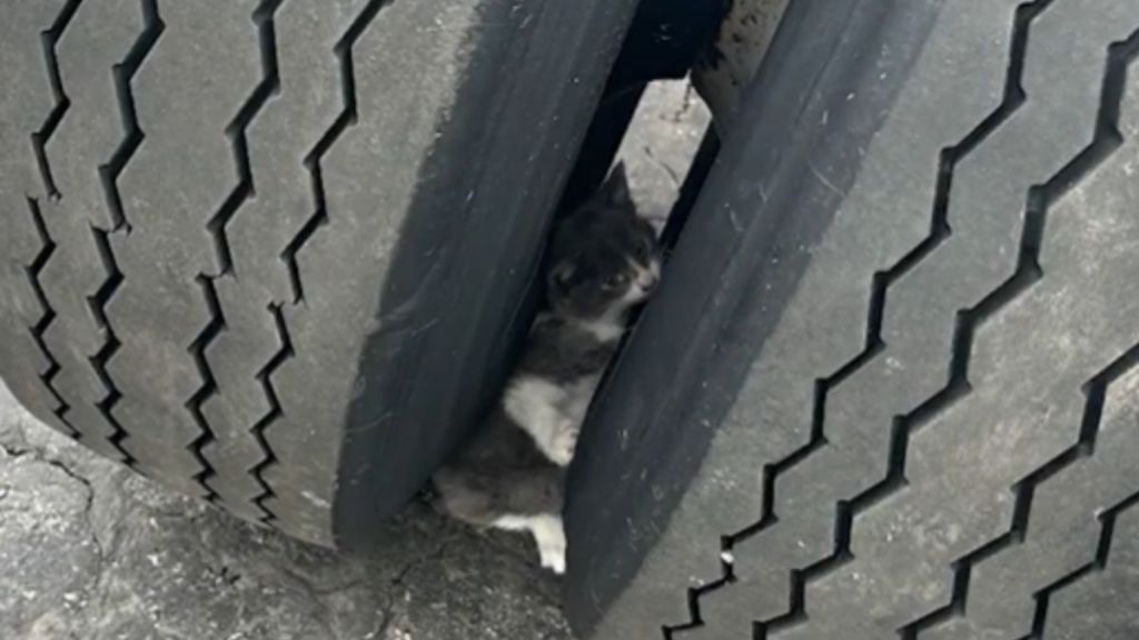 A small grey and white kitten stuck between two truck tires.