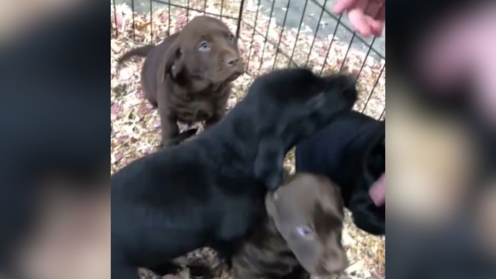 A small Labrador puppy sadly looks up as the rest of the litter gets attention from a human