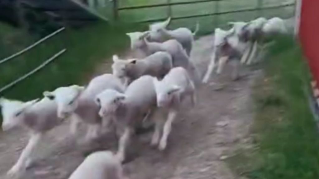 A flock of lambs running away.