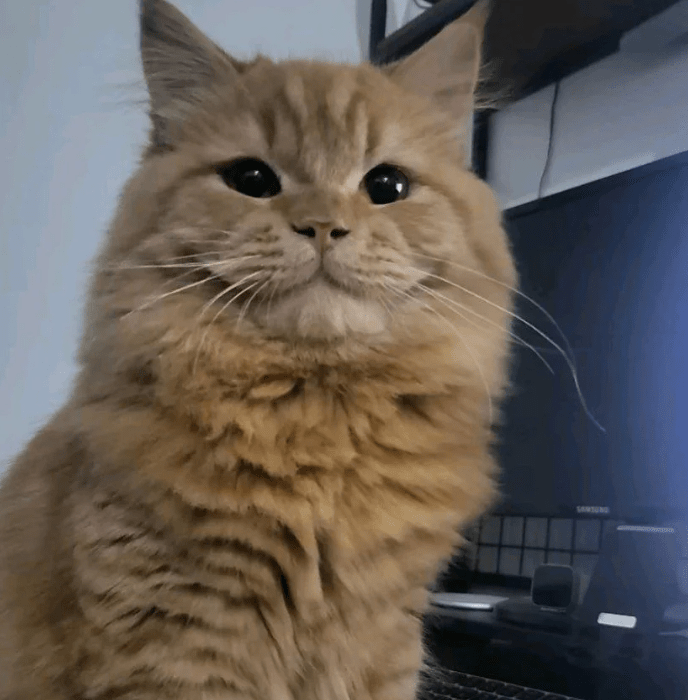 orange kitty