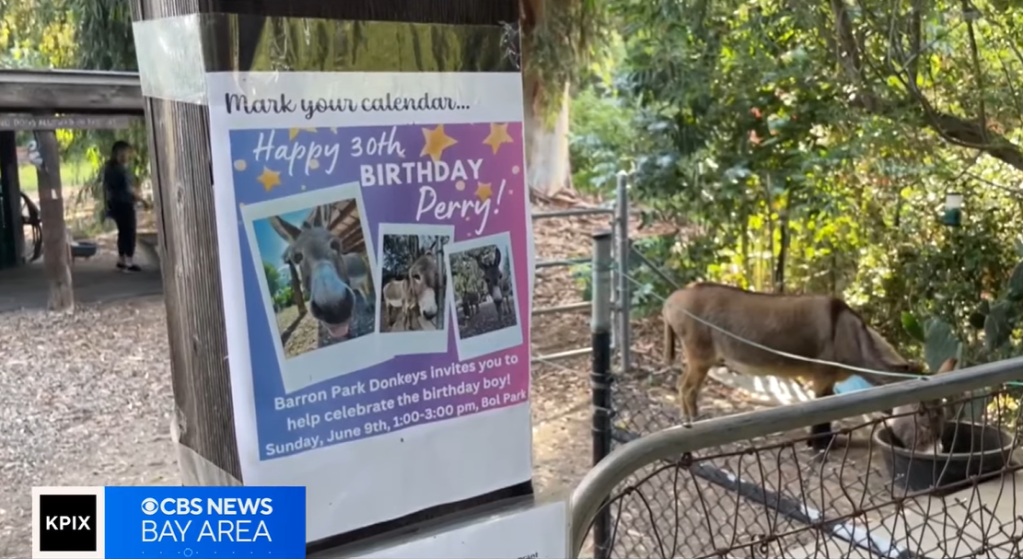 View of a colorful poster right in front of a fenced-in area with a donkey eating nearby. Some of the poster reads: Mark your calendar... Happy 30th Birthday Perry! Barron Park Donkeys invites you to help celebrate the birthday boy! 

Three images of Perry are on the poster.