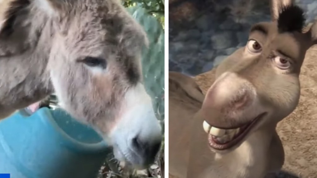 A two-photo collage. The first shows a close up of a donkey named Perry. The second image shows a close up of the animated Donkey from "Shrek."