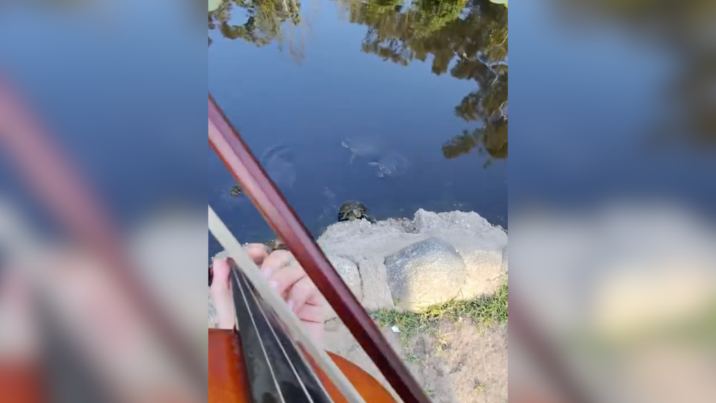 “Turtle Whisperer” Summons Reptilian Friends With Rousing Rendition Of “Crazy Train”