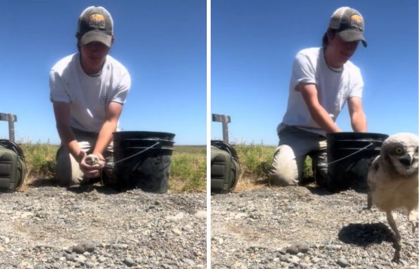Releasing baby burrowing owls back to their nest after a conservation banding effort.