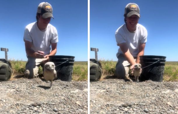 Releasing baby burrowing owls back to their nest after a conservation banding effort.